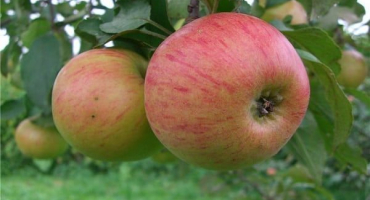 Popis odrůdy jabloní plicník a jeho podnože, vlastnosti výsadby, pěstování a péče